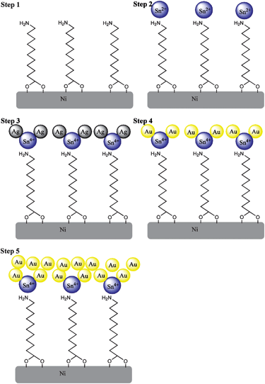 Scheme showing stepwise Au coating on Ni nanowires. (1) Amination, (2) Sn2+ deposition, (3) Ag deposition, (4) replacement of Ag by Au and (5) growth of the Au layer.