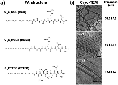 Structure of peptide amphiphiles (PAs). (a) Molecular structure of C16G3RGD (RGD), C16G3RGDS (RGDS), and C16ETTES (ETTES) PAs. (b) Conformation and average thickness (mean ± S.D., n = 20) of self-assembled PA nanostructures by cryo-TEM. Scale bars = 100 nm.