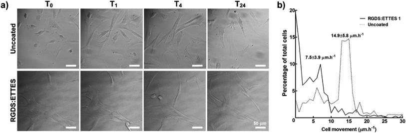 Migration of hCSFs cultured on 1.25 × 10−3 M RGDS:ETTES (13 : 87 molar ratio)-coated polystyrene surfaces in serum-free medium. (a) Movement of cells and cell processes were monitored in 1 min lapse intervals between 6 (T0) and 30 h (T24) post-seeding using bright-field microscopy. Uncoated polystyrene culture surfaces were used as a control. Scale bars = 50 μm. (b) Histogram of hCSF movement between T0 and T24, with average movement (mean ± S.D.) of cells cultured on RGDS:ETTES-coated and uncoated polystyrene calculated from three independent experiments (n = 3).