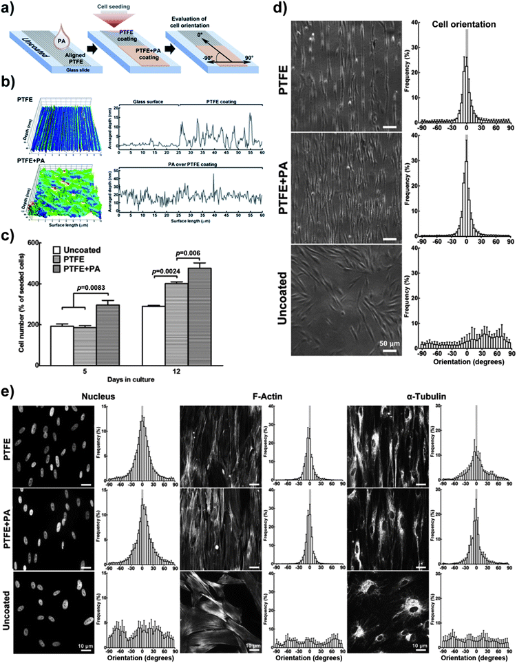 Enhanced cell adhesion using 1.25 × 10−3 M RGDS:ETTES (13 : 87 molar ratio) coating (+PA) on alignment-inducing PTFE slides. (a) Schematic diagram of PTFE and PTFE + PA coatings. Uncoated glass was used as controls. (b) AFM mapping of PTFE and PTFE + PA coatings, with averaged y-value profiles corresponding to the coating depth. (c) Proliferation of hCSFs cultured at day 5 and 12 on different coatings. (d) Cell and corresponding (e) nucleus and cytoskeleton orientation of hCSFs cultured for 12 days on PTFE, PTFE + PA, and uncoated glass surfaces using phase-contrast and fluorescence microscopy, respectively. Mean ± S.D., n = 3 for all experiments. Scale bars = (d) 50 and (e) 10 μm.