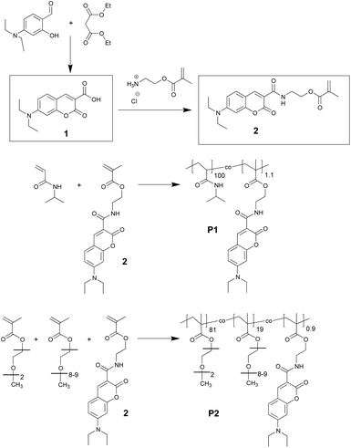 Synthesis of the DEAC-functionalized monomer (2) and of the thermoresponsive copolymers: labelled pNIPAm (P1), and labelled p(MEO2MA-co-OEGMA) (P2).