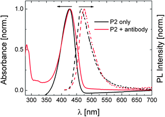 Normalised absorbance (solid lines) and PL (dashed lines) spectra of the aqueous solution of P2 (0.01 g L−1) in the presence and absence of 0.17 μM of antibody at 20 °C. The absolute PL spectra are given in Fig. S10.