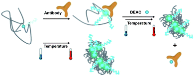 Dual responsiveness of P1 to the presence of antibody and to increasing the solution temperature above the cloud point. In the absence of antibody and/or at low temperatures, the emission from the DEAC label is weak. Upon formation of globules at elevated temperatures and/or binding of the antibody at low temperatures, the emission becomes intense. When heated, the antibody attached to P1 chains is released out to the solution where it forms new complexes with the DEAC-labelled monomer. This promotes inter-aggregation of P1 chains.