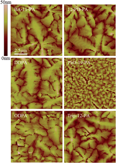 AFM images of 40 nm thick pentacene films evaporated on SAM surfaces. Large dendritic grains can be seen on SAMs of BA-11-PA, 12-PD-PA, and DDPA, relative to the other three SAMs.
