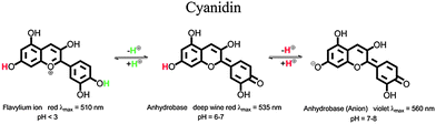 Molecular structures of the different species of cyanidin in aqueous solution.