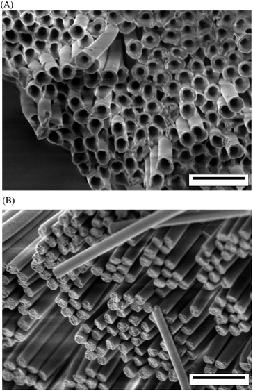 Scanning electron microscopy images of (A) PCTs and (B) PCRs. The walls of the PCTs had a thickness of ∼20 ± 5 nm (∼40 ± 10 nm at the pore mouths of the AAO pores). The scale bars correspond to 1 μm.