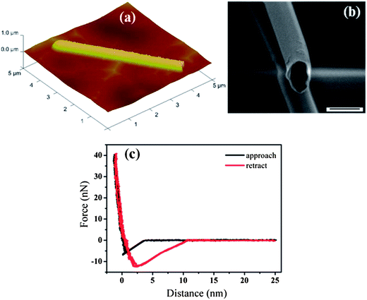 (A) AFM image of a single PCT. (B) SEM image of a single PCT. (C) Force–distance curves recorded on a single PCT (diameter ∼ 380 nm; wall thickness ∼ 20 nm) during approach and retraction of the cantilever.