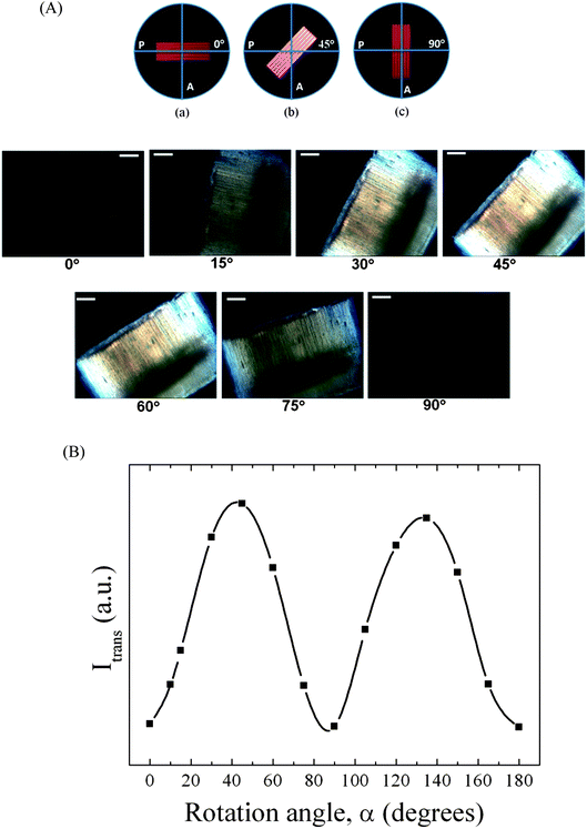 (A) POM of aligned PCTs with a diameter of 380 nm lying planar on a glass slide at rotation angles α of 0°, 15°, 30°, 45°, 60°, 75° and 90°. The scale bars correspond to 20 μm. (B) Integrated transmitted light intensity Itrans of PCTs as a function of α. The solid curve is a guide to the eye.