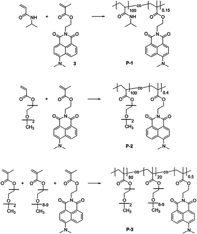 Chemical structure of the thermoresponsive copolymers comprising the 4-dimethylamino-1,8-naphthalimide (4-DMN) functionalized monomer (3). From top to bottom: pNIPAm (P-1), pMEO2A (P-2), and p(MEO2MA-co-OEGMA) (P-3).