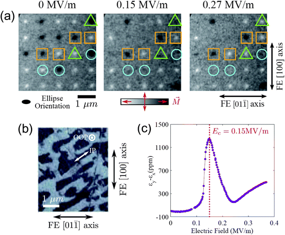 (a) X-ray magnetic microscopy images of the magnetisation of Ni dots deposited on PMN-PT(110) versus applied electric field showing a 90° orientation of the magnetisation (dots inside circles and triangles); the strain relaxation at a larger electric field (0.27 MV m−1) leads to a reorientation back to 0° for the dots in the triangles. Squared dots do not change the magnetisation direction, corresponding to dots initially deposited on in-plane ferroelectric domains. (b) Piezoelectric force microscopy image of the ferroelectric domain structure of PMN-PT; control of the magnetisation orientation is achieved only for Ni dots grown on out of plane domains. (c) The anisotropic in-plane piezoresponse of PMN-PT against the electric field, applied out of plane. Reprinted with permission from ref. 42. Copyright (2013) by the American Physical Society.