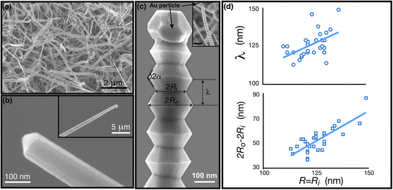 Morphology of as-synthesized GaN nanowires: (a) SEM characterization of Au-catalyzed GaN nanowires grown via chemical vapor deposition at temperature T = 960 °C and pressure P = 100 Torr. The Ga partial pressure corresponds to the initial mass m = 1.02 g of the solid precursor Ga2O3. Approximately 15% of the as-grown nanowires are serrated. (b) High-resolution image of a straight nanowire with the exposed growth front that reveals a triangular cross-section. (inset) Low-resolution image showing the smooth lateral facets and the capping catalyst particle. (c) Low- (inset, scale bar 200 nm) and high-resolution image of a serrated GaN nanowire capped by an Au-catalyst particle. The parameters associated with the nanowire morphology are as indicated: 2Ri = 125 nm 2Ro = 200 nm, λ = 120 nm, and α ≈ 60°. (d) Size dependence of the wavelength λ (top) and amplitude 2Ro − 2Ri (bottom) associated with the serrations.