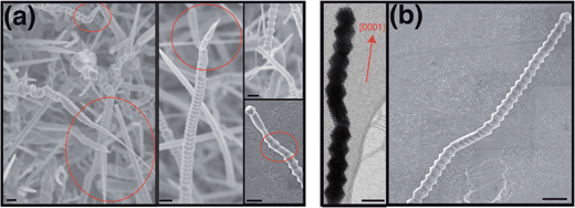 Variations and transitions in GaN nanowire growth morphology: (a) SEM images showing serrated-to-smooth shape transitions, the scale bar is 200 nm. (left and middle) Circled regions indicating distinct reduction in the nanowire diameter accompanying the transition. (top and bottom, right) Early stages of the transition to a non-polar growth direction with smooth sidewall morphology. The encircled region (bottom) shows the discrete kinks consisting of truncated bipyramids. (b) Local and reversible morphology changes seen in low-resolution TEM image (left) and high resolution SEM images (right).