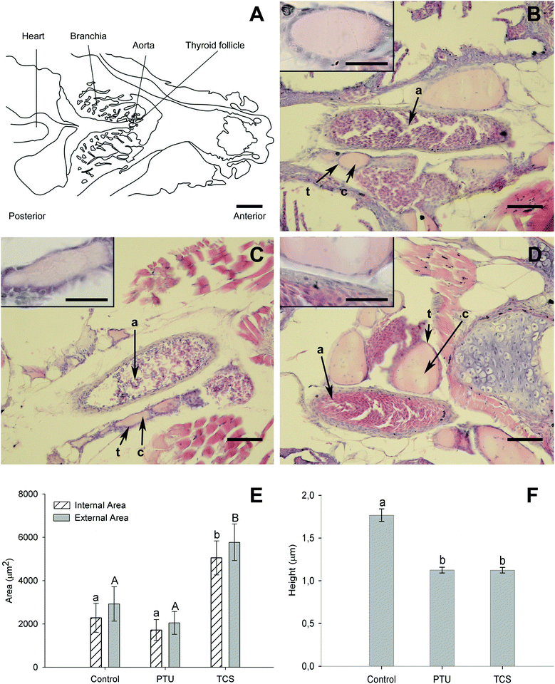 Histological and stereological analysis of thyroid tissue in control and chemical-exposed fish after 21 days. Panel A is a scheme (Photoshop rendered of a low magnification photograph) of the zebra fish head sections used for thyroid follicle observation (scale bar corresponds to 500 μm). Panels B–D show representative hematoxylin–eosin stained sections (scale bar = 50 μm) for the different experimental groups, control (B), PTU (C) and TCS (D). Note the pink stained colloid (c) in the centre of thyroid follicles, which are distributed in connective tissue surrounding the aorta (a), and lined by thyrocytes (t) evident as a purple layer adjoining the colloid. An inset of a thyroid follicle at higher magnification (scale bar = 20 μm) is shown for each group in the respective panel. Lower panels (E–F) show the results from stereological measurements carried out on thyroid follicles from the experimental groups: mean ± SEM of (E) thyroid follicle internal/external areas and (F) height of 2 thyrocytes per follicle, measured for several follicles/fish (see section 2, Materials and methods), n = 5–6 fish/treatment. Different letters indicate significantly different mean internal (a and b, p < 0.05) or external areas (A and B, p < 0.05) or thyrocyte height (a and b, p < 0.001) between groups.