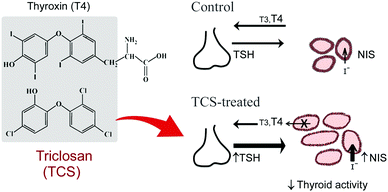 Scheme summarising the effects of triclosan on the zebrafish thyroid axis. In normal (“control”) fish, thyroid-stimulating hormone β subunit (TSH) released from the pituitary stimulates iodide uptake (via the sodium–iodide symporter, NIS) and thyroid hormone (T3, T4) synthesis and release from the thyroid follicles (represented in the figure as a monolayer of cuboidal epithelial cells, the thyrocytes, surrounding a lumen filled with colloid where the thyroid hormone precursor iodinated thyroglobulin is accumulated). TSH pituitary production is also regulated by T3 and T4 levels as part of the negative feedback regulation of the HPT axis. The ubiquitous aquatic contaminant triclosan (TCS), a halogenated biphenyl ether that shares structural similarity with thyroxine (T4),9,21 caused several modifications in the thyroid axis of adult zebrafish: (1) a reduction in epithelial cell height and increase in the size of follicles (replete with colloid), which are indicative of an inactivation of the thyroid tissue; (2) an increase in transcript abundance of pituitary TSH and thyroid tissue NIS, and thyroid tissue hyperplasia (increased number of follicles). The mechanism by which TCS caused thyroid tissue inactivation remains to be elucidated but some hypotheses are presented in the discussion.