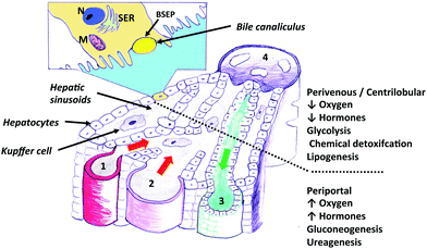 A diagram illustrating the functional units of an hepatic acinus within liver tissue. An enlarged view of an hepatic acinus containing the portal triad – hepatic arteriole (1), portal vein (2), bile duct (3), central vein (4) and the direction of bile (green arrow) and blood (red arrow) flow. Inset. A simplified look at how the hepatic acini individually contribute to the drainage system within liver tissue, which is the unit supplied and drained by terminal branches of portal triad vessels. Nucleus (N), Smooth endoplasmic reticulum (SER), Bile salt export pump (BSEP), Mitochondrion (M).