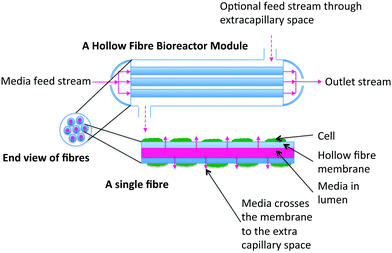 Sketch of a hollow fibre membrane bioreactor. The hollow fibre membrane acts as the blood vessel through which media is added, with cells cultured on or around the outside of the fibres. Ports on the sides of the module allow addition or removal of cells, media, and other components.