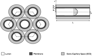 A bundle of HFB demonstrating the principle of Krogh cylinders. One fibre surrounded by an annulus of ECS can be used to describe the entire fibre bundle when interstitial spaces between the fibre are ignored. The length of an individual fibre is denoted L; the radius of the lumen is denoted Rl, whilst the depth of the membrane and ECS spaces are denoted Rm, Re, respectively.