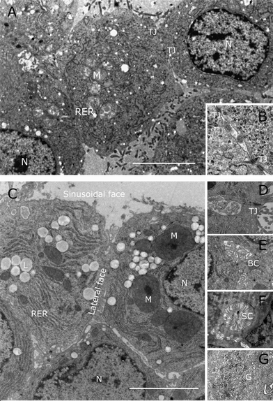 Electron microscopy of C3A cells grown either in 2D or 3D conditions. (A) and (B) Flat culture. C3A cells grown in microtitre plates for 4 days post trypsinisation and then prepared for electron microscopy. The two tight junctions (TJ) seen in A are shown at higher magnification in B. Key: N, nucleus; M, mitochondria; RER, rough endoplasmic reticulum. C, D, E, F and G spheroids were grown in the bioreactor cultures for 21 days after initiation and then fixed and prepared for electron microscopy. Note the diversification of the plasma membrane into sinusoidal and lateral faces, separated by tight junctions (TJ in D), bile canaliculi-like structures (BC in E), sinusoid-like channels packed with long microvilli (SC in F) and the appearance of glycogen granules (G in G). The bar in (A) and (C) indicates 5 μM.