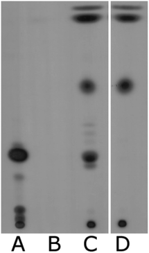 Inhibition of cholesterol production by lovastatin. Triplicate spheroid cultures were grown in the presence of [1-14C]-sodium acetate under various conditions and non-saponifiable lipids (including cholesterol) were extracted and separated on a TLC plate. (A) Cholesterol standard; (B) spheroids without radioisotope treatment; (C) spheroids treated with [1-14C]-sodium acetate for 1 h and (D) spheroids were treated with 10 μM lovastatin for 30 min before the addition of [1-14C]-sodium acetate.