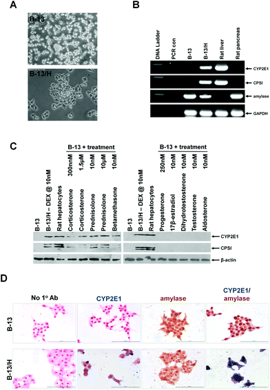 The model B-13 rat pancreatic acinar cell line trans-differentiates into hepatocytes in response to glucocorticoid treatments but not in response to other steroids or nuclear receptor agonists. A, typical light micrographs of parent B-13 cell line (upper) and B-13/H cells (lower) observed after 14 days treatment with 10 nM DEX. B, RT-PCR analysis for the indicated transcript. PCR con, amplification reaction in the absence of input RNA during the reverse transcription step. C, Western blot for the indicated protein after treatment with the indicated concentration of glucocorticoids or other compounds for 14 days. Note, that trans-differentiation to B-13/H cells results in a block in mitosis (and these cells remain viable for at least 60 days in this state.2–4 In the absence of trans-differentiation, B-13 cells require sub-culture to prevent cell death and so cells treated with other compounds required sub-culturing. The normal endogenous concentrations in rats were used when greater than 10 nM, to compare with dexamethasone. For the non-glucocorticoids the rat serum levels are reported to be: progesterone, 250 nM in pregnancy;32 17β-estradiol, 40 pM;32 dihydrotestosterone and testosterone, <15–30 nM, based on the concentration of testosterone;33 aldosterone, 0.2 nM34 1,25 dihydroxyvitamin D, based on circulating 25 hydroxyvitamin D of 80 nM in humans35 and thyroxine, 10 nM.36 These approx. concentrations were used or increased to 10 nM to avoid false negative results. D, immunohistochemical staining for CYP2E1 and/or amylase. No 1° Ab, staining under identical conditions without the addition of primary antibodies. All data typical of at least 10 separate experiments.