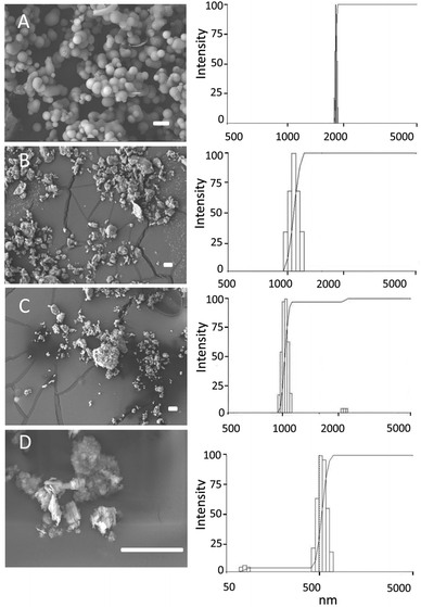 Particle shapes and sizes. MCF-26 (A), bentonite (B), montmorillonite (C) and kaolin (D) were imaged by SEM (left-hand panels). Scale bars: 10 μm. Particle sizes were determined by DLS (right-hand panels).