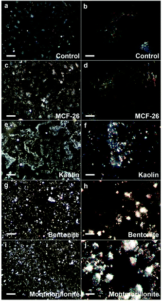 Adhesion of layered clays and MCF-26 to the cell surface. HUVEC were exposed for 10 minutes to 1 mg ml−1 of kaolin, bentonite, montmorillonite or MCF-26 (control: untreated). Subsequently, cells were washed. Images were captured with the CytoViva system after fixation and particles appear white on the images. The left-hand images show fields of cells (scale bars: 100 μm), whereas the right-hand images show individual cells (scale bars: 10 μm).