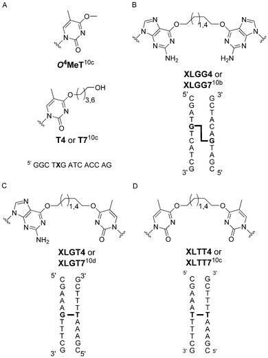 Structures of (a) O4-alkyl-thymidine mono-adducts and DNA sequence where X contains the modified residue, (b) O6-2′-deoxyguanosine-alkylene-O6-2′-deoxyguanosine interstrand cross-link and duplex where G-G is the ICL, (c) O6-2′-deoxyguanosine-alkylene-O4-thymidine interstrand cross-link and duplex where G-T is the ICL and (d) O4-thymidine-alkylene-O4-thymidine interstrand cross-link and duplex where T-T is the ICL.