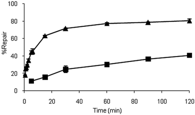Time course dealkylation of O4MeT nucleoside at room temperature by hAGT (■) and the chimera (▲).