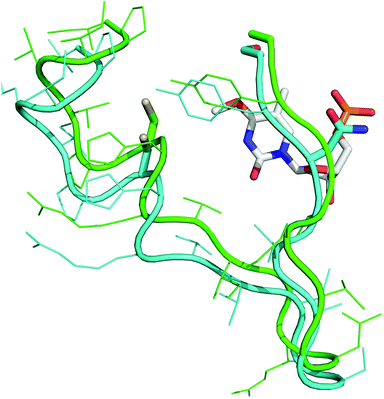 
          O
          4MeT (white) in the active site of hAGT (cyan/grey) and the chimera (green/black). The side chains of Cys 145, Asn 157 and Ser/Ala 159 are represented as sticks.