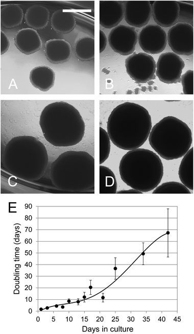 Growth of C3A spheroids during 42 days. (A–D) Photomicrographs of spheroid cultures at 21, 28, 35 and 42 days respectively. The bar in (A) indicates 1 mm. (E) Cell growth in 3D cultures. Spheroids were cultivated in the ProtoTissue™ bioreactor. Duplicate bioreactors were terminated at different times and the protein content of on average 170 spheroids was estimated at each time point for each bioreactor using the relationship between their shadow area and protein content. The growth rate was determined from the incremental increase in the total protein content of the bioreactor. The error bars indicating standard deviation are in some cases smaller than the symbol.