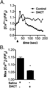 Pretreatment with DACT blunts GnRH-induced intracellular calcium transients in LβT2 cells. LβT2 cells were phenotypically primed by exposure to GnRH as described in Materials and Methods and exposed to vehicle control (DMSO) or DACT (300 μM) for 24 h prior to calcium imaging. Intracellular calcium (Ca2+i) was detected using Fluo-4-AM and fluorescence images were collected at 10 Hz. Following baseline acquisition for 30 s, GnRH was added to induce Ca2+i transients. (A) Representative traces showing the time course of GnRH-induced Ca2+i transients in in control and DACT-treated LβT2 cells. (B) Quantification of the maximal amplitude of GnRH-induced Ca2+i transients indicates that DACT pretreatment potently suppresses Ca2+i transients in LβT2 cells. Data were combined from 3 independent experiments, averaging 700–800 cells total per experimental group (*p < 0.05).