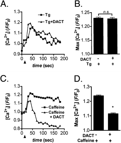 DACT selectively depletes ER calcium stores in LβT2 cells. LβT2 cells primed by GnRH exposure were exposed for 24 h to 300 μM DACT or vehicle control (DMSO) and examined for changes in intracellular Ca2+ following stimulation with either 10 μM thapsigargin (Tg) or 5 mM caffeine. (A,B) Tg-induced release of Ca2+ from ER stores was unaffected in LβT2 cells treated with DACT, relative to vehicle-treated control cells. (C,D) Caffeine-induced release of Ca2+ from ryanodine receptor-sensitive stores was reduced following treatment with 300 μM DACT. Data were combined from 3 independent experiments, averaging 500–600 cells total per experimental group. (*p < 0.05).