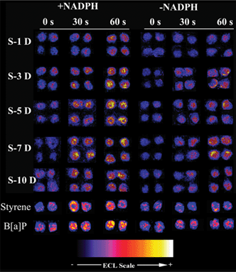 Reconstructed ECL array images of DNA/RuPVP/enzyme spots exposed to extracts of cSWCNTs degraded by HRP for 0, 30 s and 60 s of incubation on the chip. S-xD denotes extracts from solution S after x days (D) of degradation. Enzyme sources in the spots were human microsomes + cytosol. +NADPH indicates an NADPH regeneration system was included and −NADPH indicates it was not included in the assay.