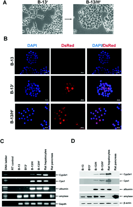 Generation of B-13r cells and differentiation to B-13/Hr cells in response to DEX in vitro. A, Typical light micrographs of parent B-13r cell line (upper) and B-13/Hr cells (lower) observed after 14 days treatment with 10 nM DEX. B, Fluorescence microscopy for the indicated cell type screening for DNA using DAPI staining) and DsRed expression. DAPI/DsRed panels are merged images. C, RT-PCR analysis for the indicated transcripts, RT control amplification in the absence of input RNA. D, Western blot for expression of the indicated proteins. All results presented are typical of at least 3 independent experiments.