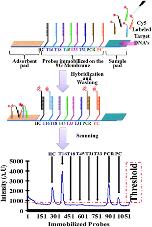 A new platform for a convenient genotyping system - Chemical ...