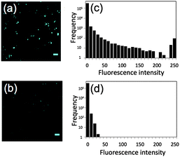 Aqueous Synthesis Of Glutathione Coated Pbs Quantum Dots With Tunable Emission For Non Invasive Fluorescence Imaging In The Second Near Infrared Biological Window 1000 1400 Nm Chemical Communications Rsc Publishing