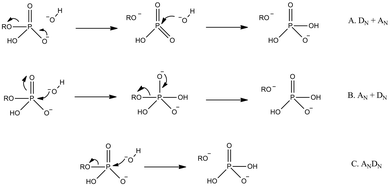 Modeling catalytic promiscuity in the alkaline phosphatase superfamily ...