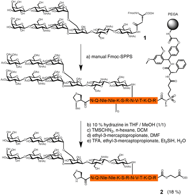 Chemical Assembly Of N Glycoproteins A Refined Toolbox To Address A Ubiquitous Posttranslational Modification Chemical Society Reviews Rsc Publishing Chemical Assembly Of N Glycoproteins A Refined Toolbox To Address A Ubiquitous Posttranslational Modification Chemical Society Reviews Rsc Publishing