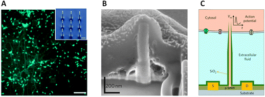 Cellular nanotechnology: making biological interfaces smarter - Chemical Society Reviews (RSC ...