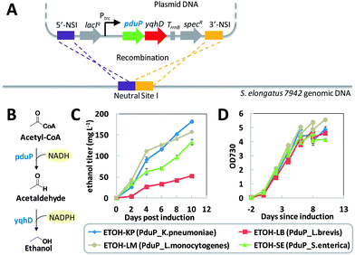 Oxygen Tolerant Coenzyme A Acylating Aldehyde Dehydrogenase Facilitates Efficient Photosynthetic N Butanol Biosynthesis In Cyanobacteria Energy Environmental Science Rsc Publishing