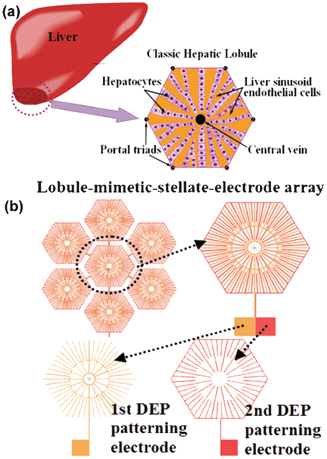 Liver Cell Patterning Lab Chip Mimicking The Morphology Of Liver Lobule Tissue Lab On A Chip Rsc Publishing