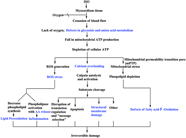 Myocardial patho infarction of Acute Myocardial