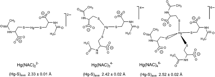 Mercury Ii Complex Formation With N Acetylcysteine Metallomics