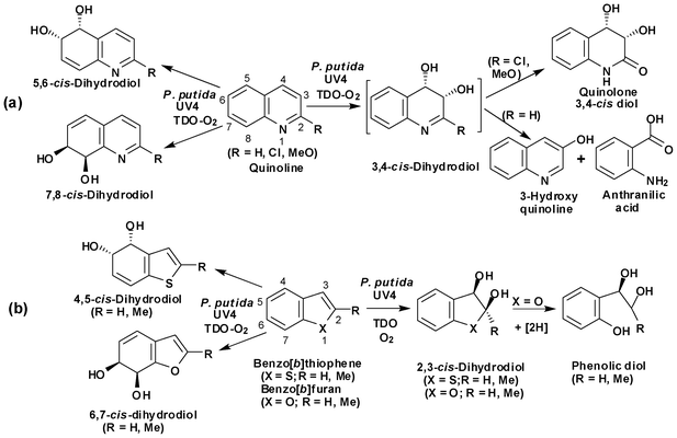 Biphenyl dioxygenase-catalysed cis -dihydroxylation of tricyclic ...