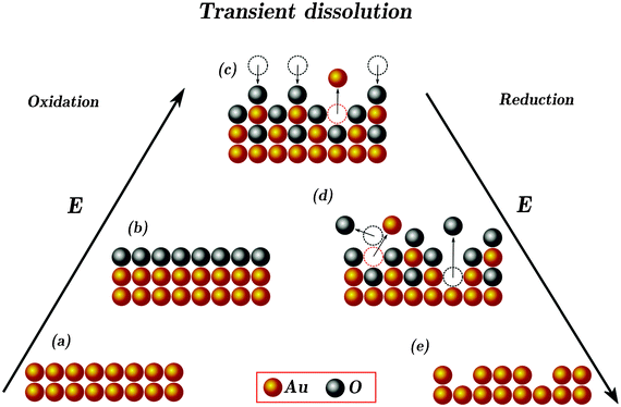 Gold Dissolution: Towards Understanding Of Noble Metal Corrosion - RSC ...