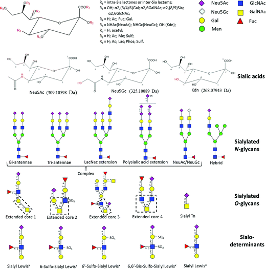 Structural analysis of glycoprotein sialylation - Part I: pre-LC-MS ...