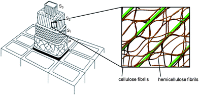 Mesoscale Mechanics Of Wood Cell Walls Under Axial Strain Soft Matter Rsc Publishing