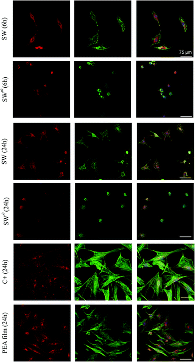 image file: c3bm60248f-f2.tif