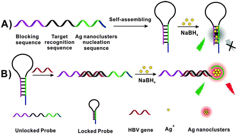 Hairpin DNA probes based on target-induced in situ generation of  luminescent silver nanoclusters - Chemical Communications (RSC Publishing)  DOI:10.1039/C4CC01154F