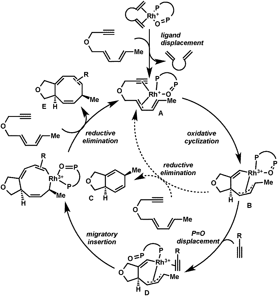 4+2+2] Cycloaddition catalyzed by a new cationic rhodium